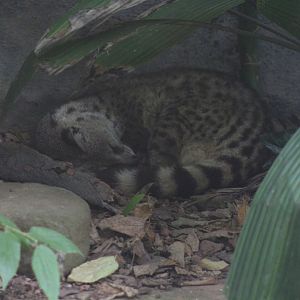 Small Indian civet