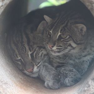 Fishing Cats