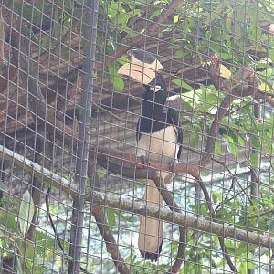 Malabar pied hornbill