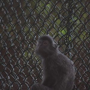 Baby Silvery lutung