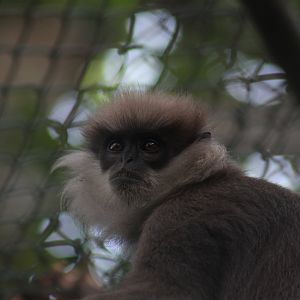 Western purple-faced langur (Semnopithecus vetulus nestor)