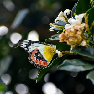 Scarlet Jezebel (Delias argenthona)