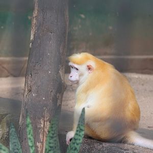 Yellowish form Albino Toque macaque