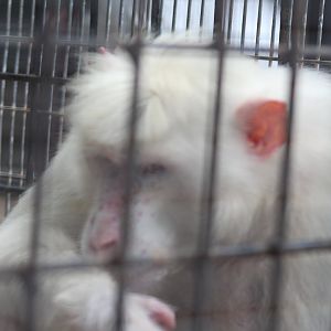White form Albino Toque macaque