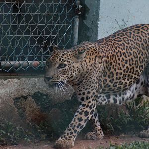 Female Sri Lankan Leopard