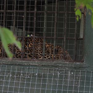 Male Sri Lankan Leopard backstage