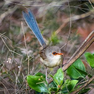 Variegated Fairywren