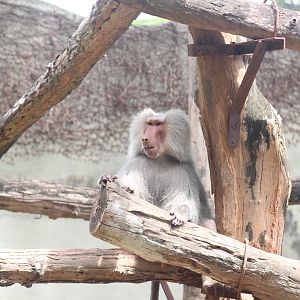 Hamadryas baboon