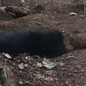 Sleeping Sri Lankan Sloth Bear
