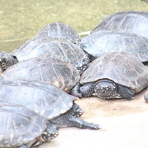 Black pond turtle / spotted pond turtle (Geoclemys hamiltonii)
