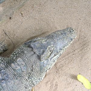 pure bred Cuban Crocodile