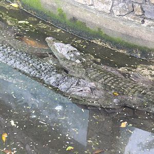 3 Mugger crocodiles