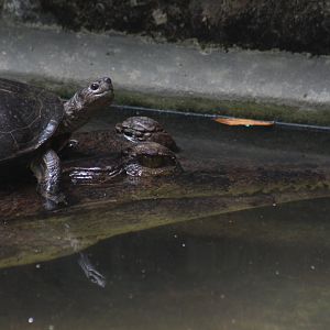 Indian black turtle (Melanochelys trijuga) on a False gharial