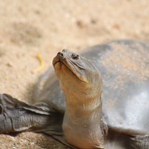 Indian flapshell turtle (Lissemys punctata)