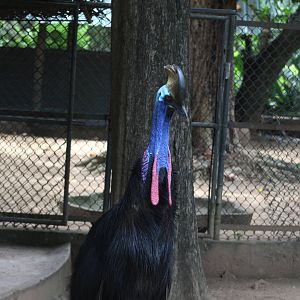 Southern cassowary