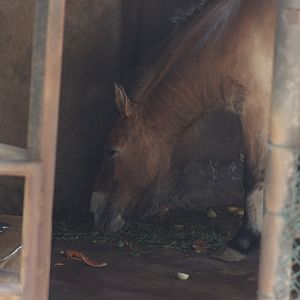 Przewalski's horses
