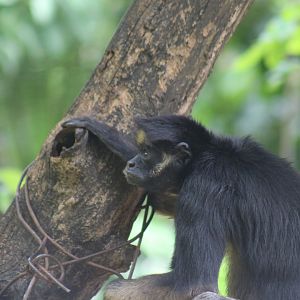 White-bellied spider monkey