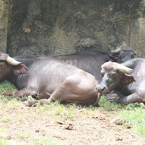 African buffalo