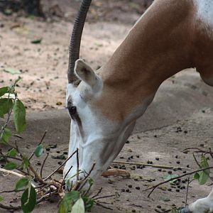 Scimitar-horned oryx