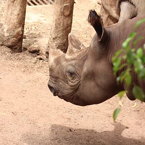 Black rhino