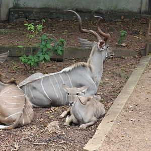 Greater Kudu