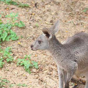Eastern grey kangaroo