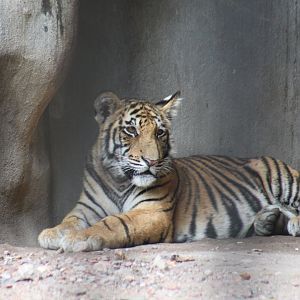 Bengal tiger