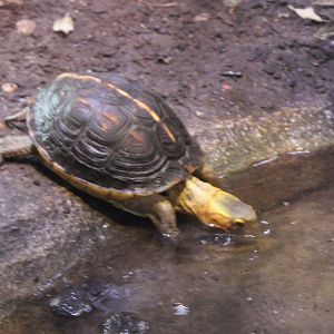 Cuora flavomarginata