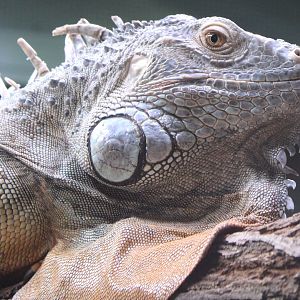 Green iguana - Iguana iguana