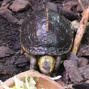 Cuora flavomarginata