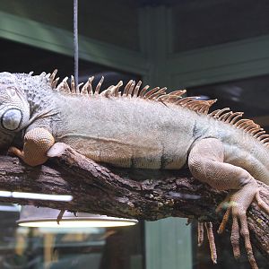 Green iguana - Iguana iguana
