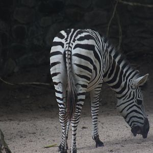 Chapman's zebra (Equus quagga chapmani)