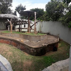 Old Chimpanzee exhibit