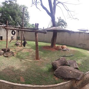 Empty Orangutan exhibit