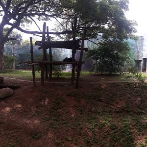 New Chimpanzee exhibit