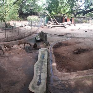 Mixed species paddock