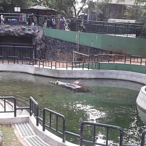 New hippo exhibit