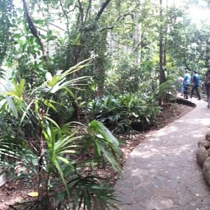 Native bird Walkthrough Aviary