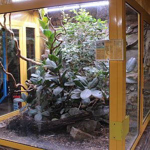 Enclosure Orthriophis teaniurus ridleyi