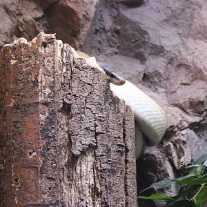 Orthriophis teaniurus ridleyi