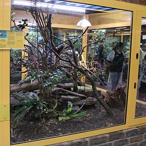 Enclosure Ctenosaura similis