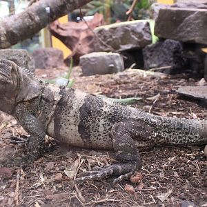 Ctenosaura similis