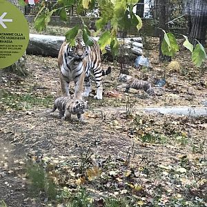 Tiger cubs and mom