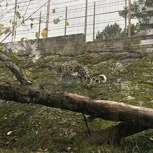 Snow leopard