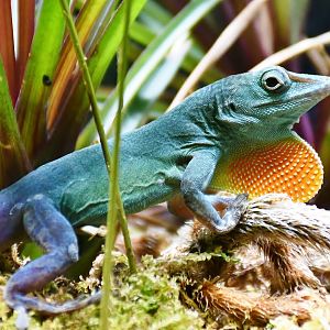 Graham's Anole (Anolis grahami)