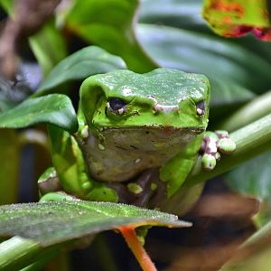 Giant Monkey Frog (Phyllomedusa bicolor)