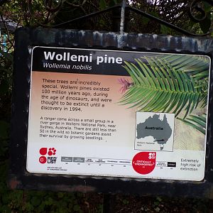 Wollemi pine signage