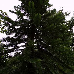 Wollemi pine