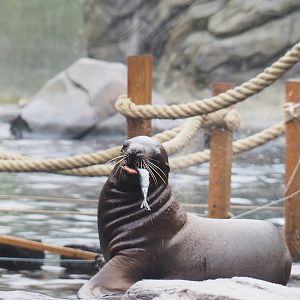 Juvenile Steller's sea lion (Eumetopias jubatus), 2022-09-14