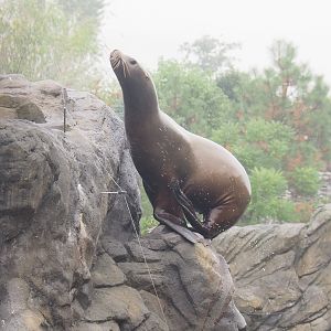 Steller's sea lion (Eumetopias jubatus) climbing on rocks, 2022-09-14